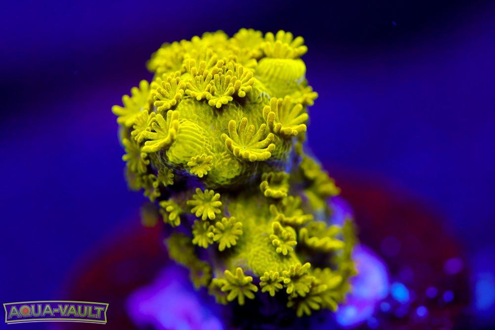 AV99 Orange Crush Acro