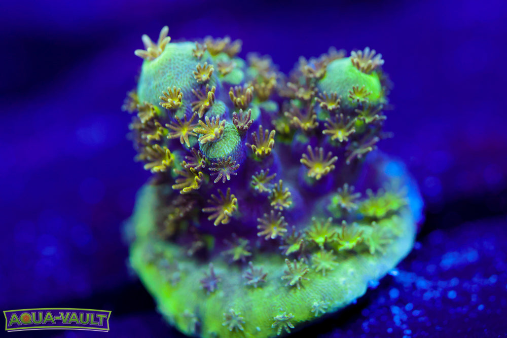 CV Rainbow Venom Acro