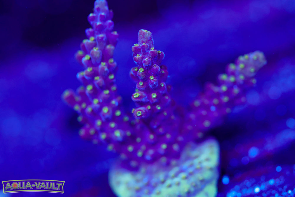 CV Pixie Stix Acro 1