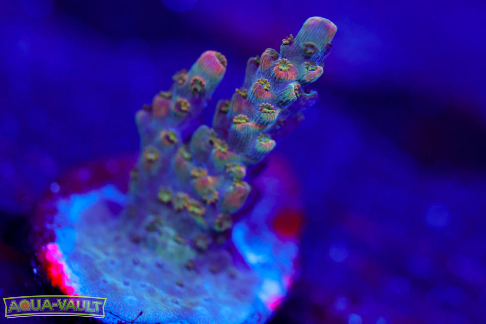 BC Frankenberry Acro 1