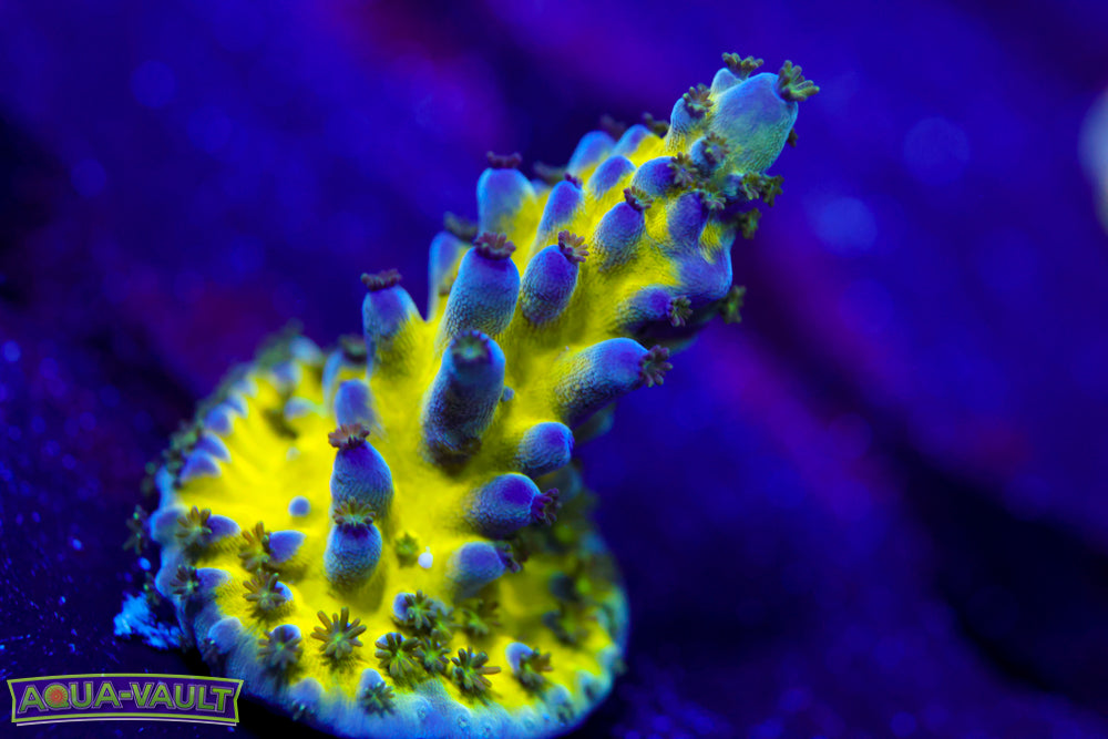 Nick's Purple Passion Acro