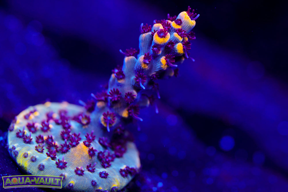 RMF Tiger's Blood Acro