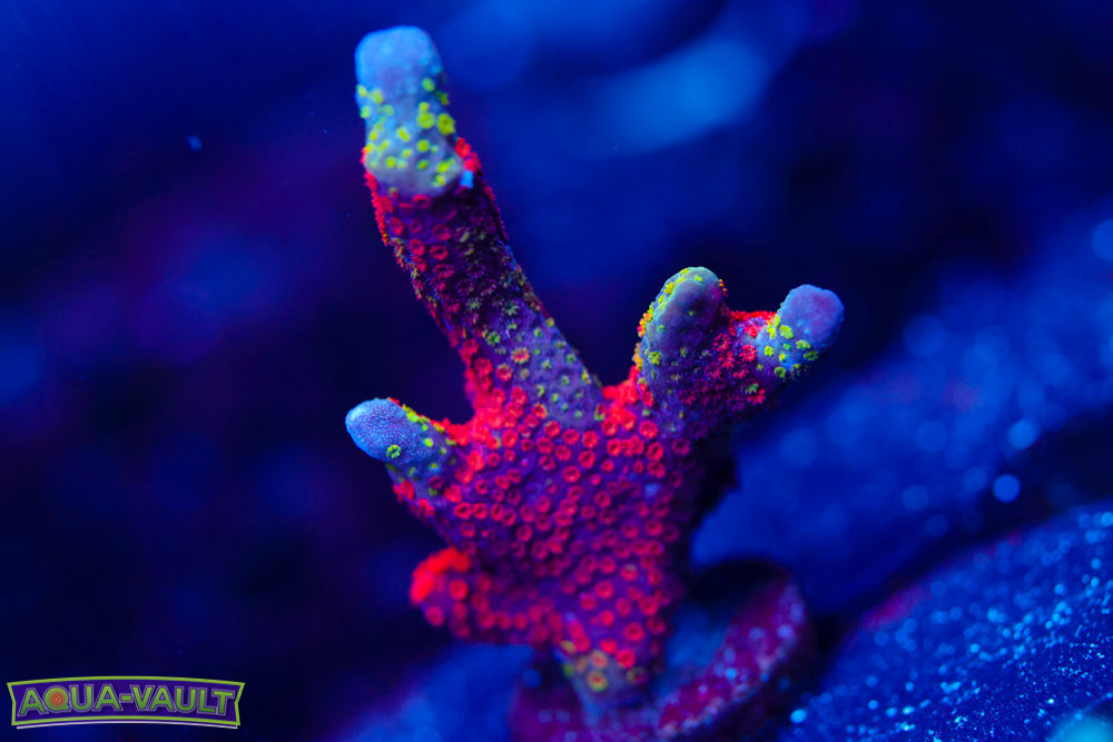 WWC Contraband Digitata