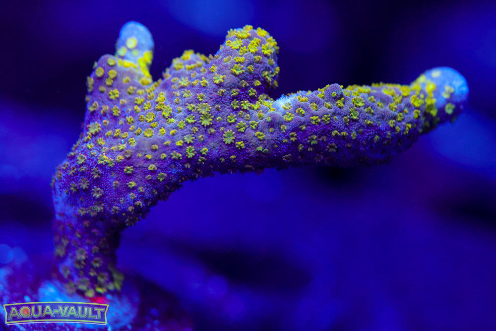 Green Montipora Digitata