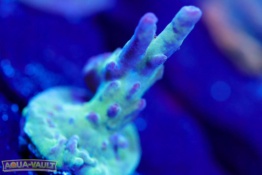 Raising Reef Blue Thunder Acro