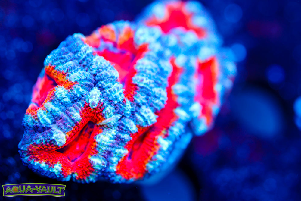 Teal Rim Acan Mini Colony