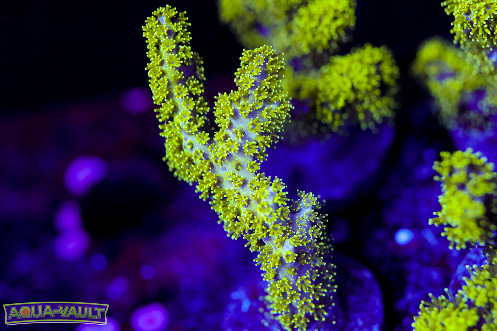 Radioactive Pocillopora