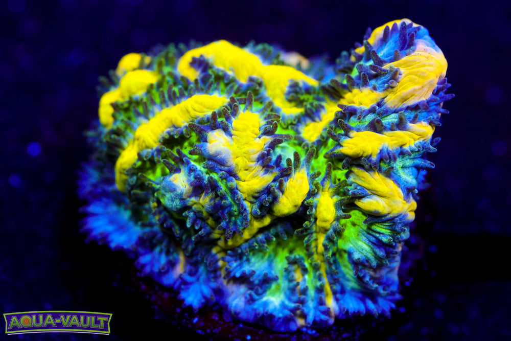 CV Emerald City Hydnophora