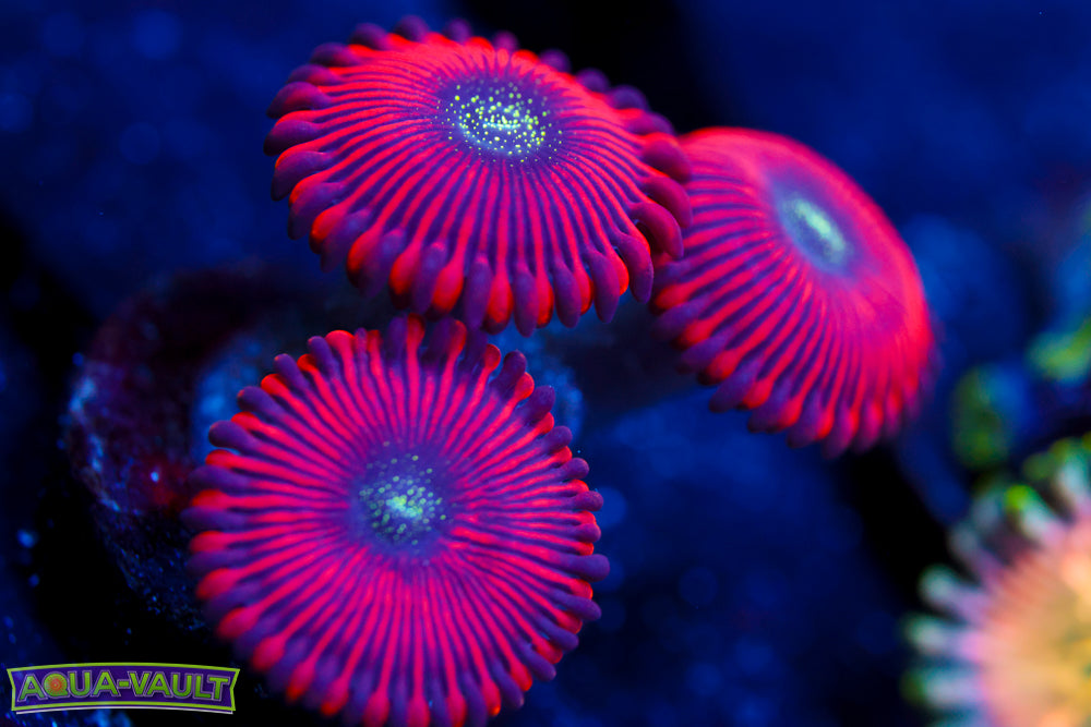 Magician Zoas 3
