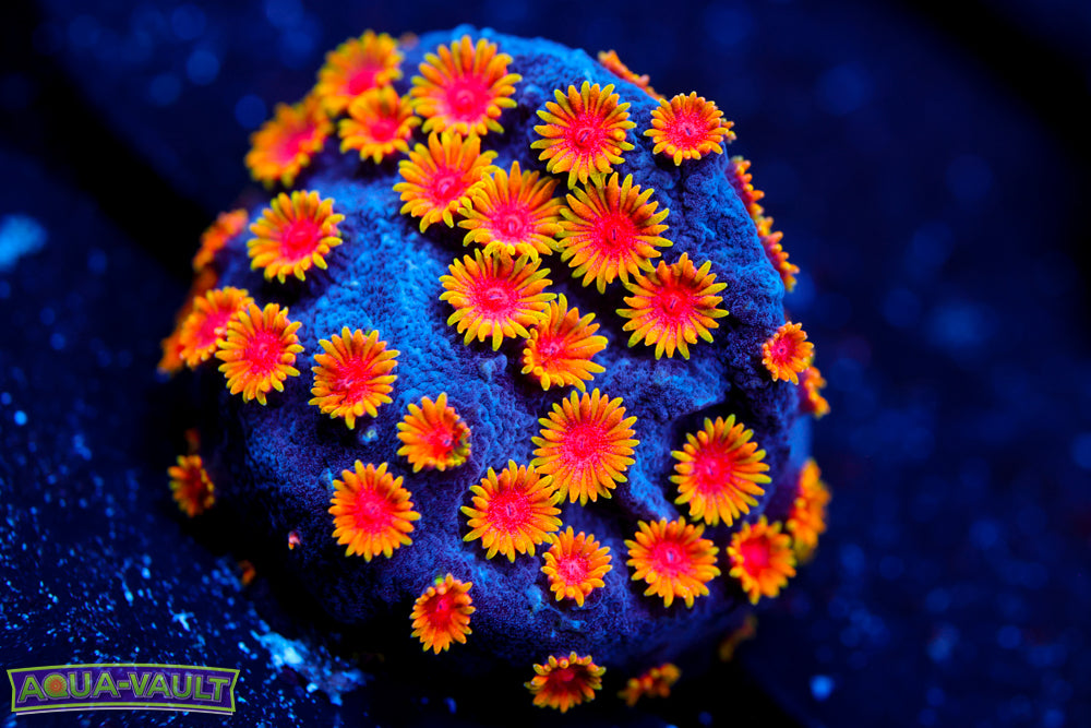 WWC Bizarro Cyphastrea 2