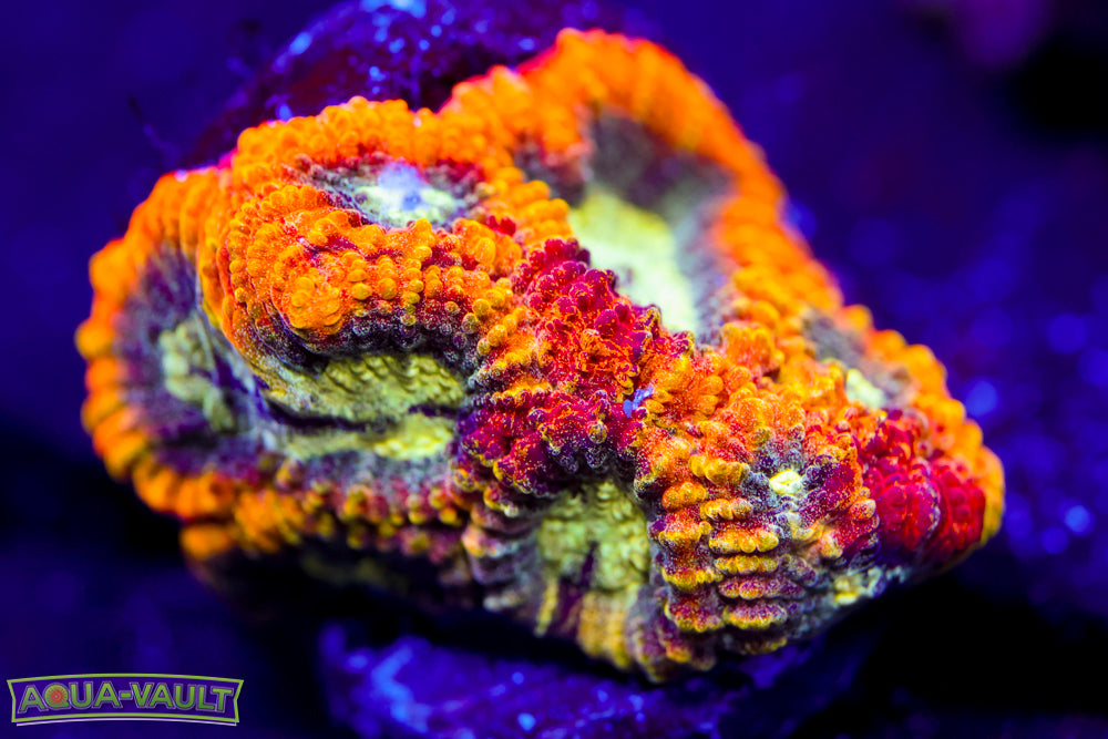 Yellow Submarine Favia