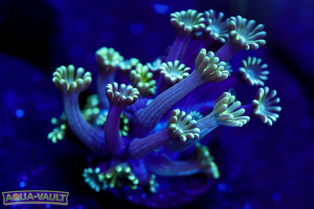 Lime Green Daisy Alveopora