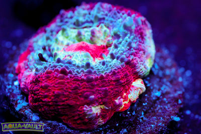 CV Rainbow Bowerbanki