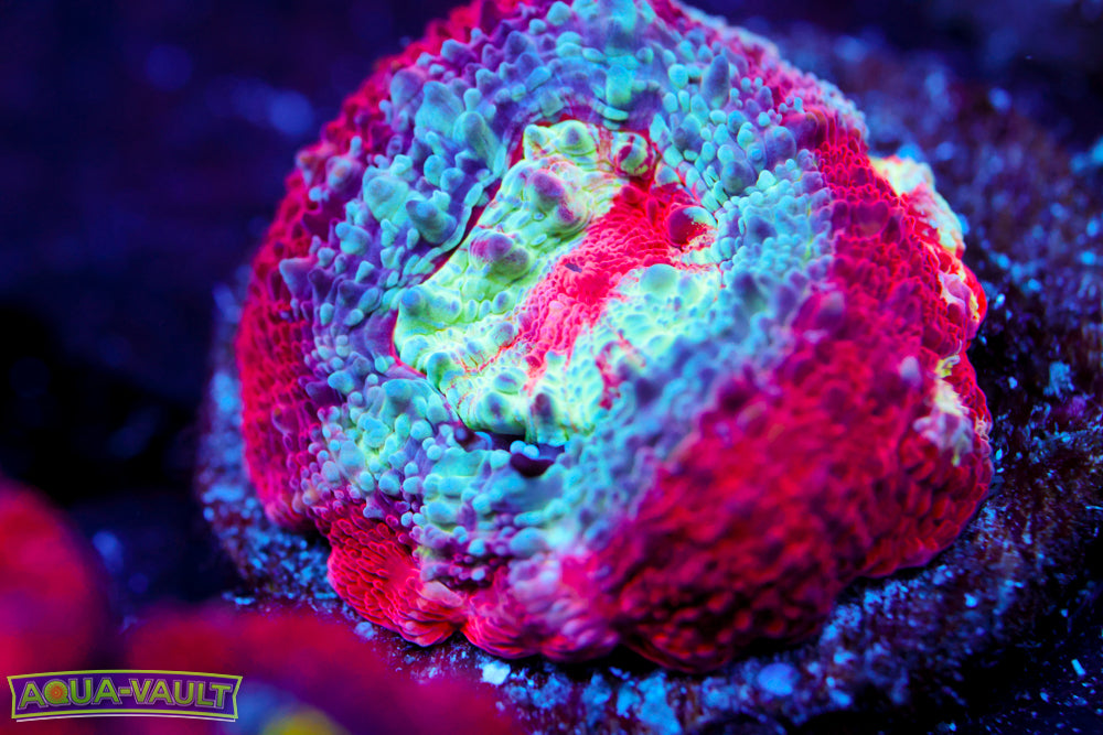 CV Rainbow Bowerbanki