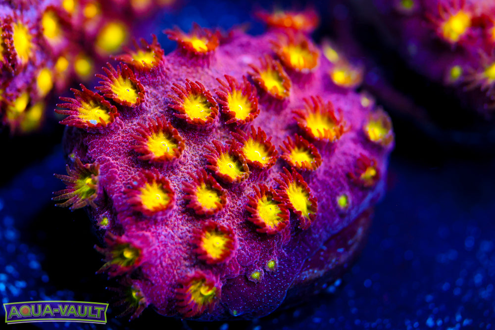 Bling Bling Cyphastrea