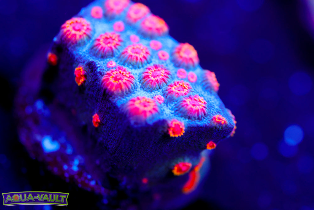 Meteor Shower Cyphastrea