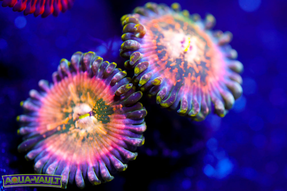 Cosmic Hawaiian Zoa 1