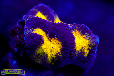 CV Black and Yellow Platygyra