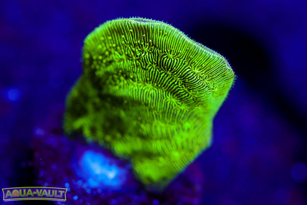 ORA Mint Chip Pavona