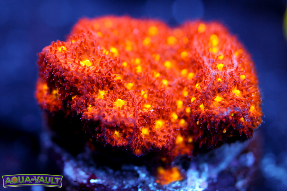 Autumn Harvest Psammocora