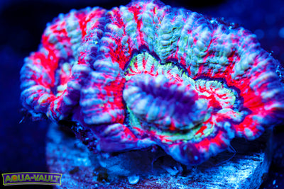 Hawaiian Wilsonii (Aquacultured)