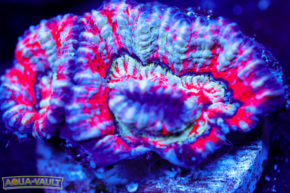 Hawaiian Wilsonii (Aquacultured)