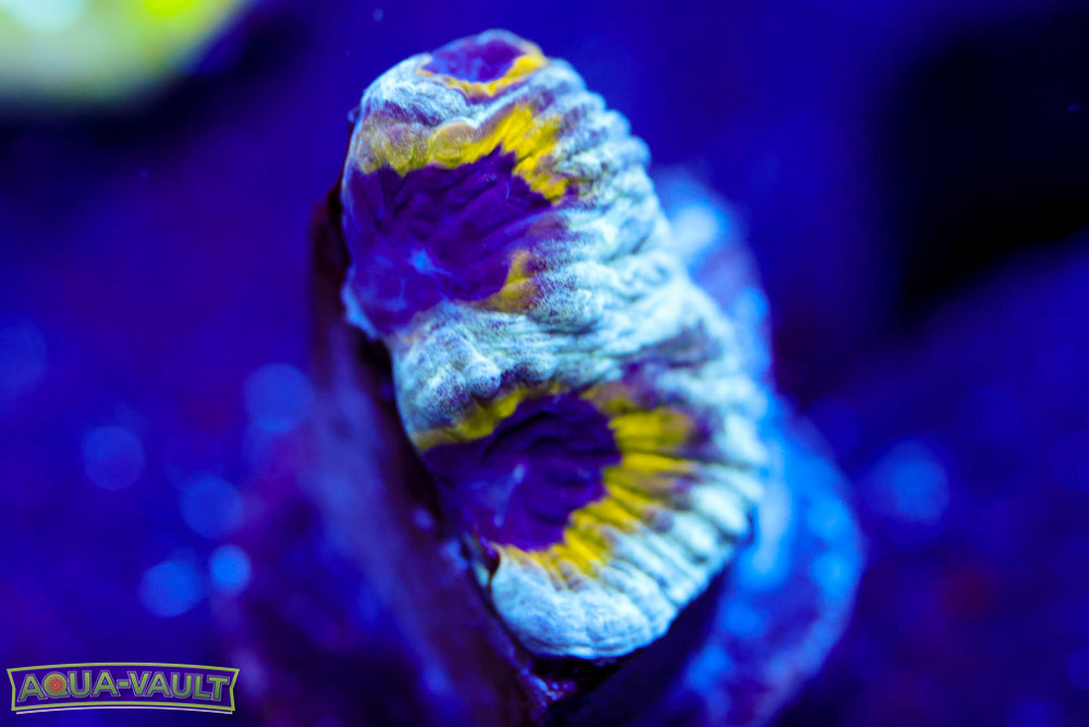 Lemony Slime Time Platygyra