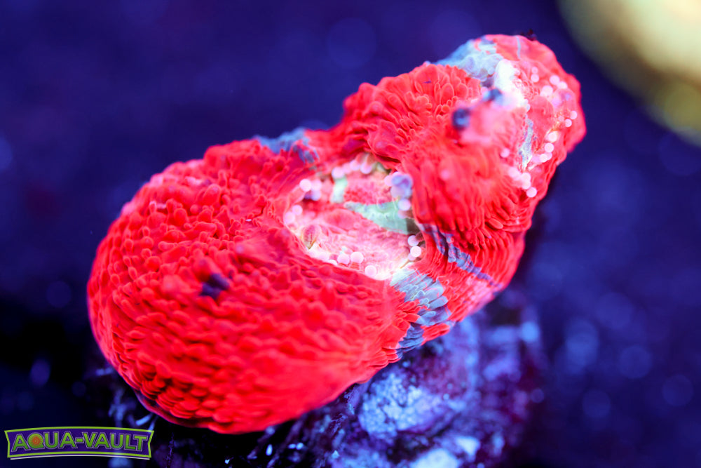 War Paint Bowerbanki