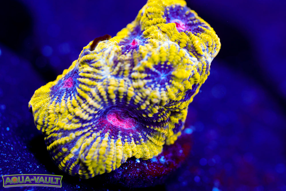 WWC Pico de Gallo Favia