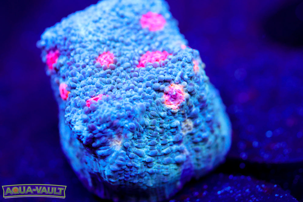 Miami Hurricane Chalice