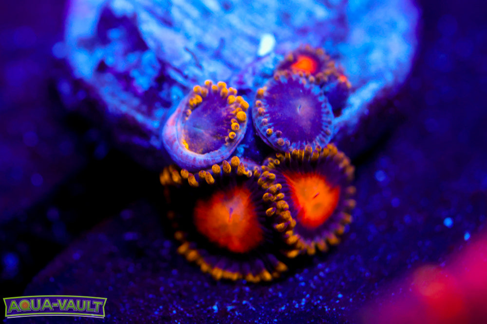 Yellow Brick Road Zoa