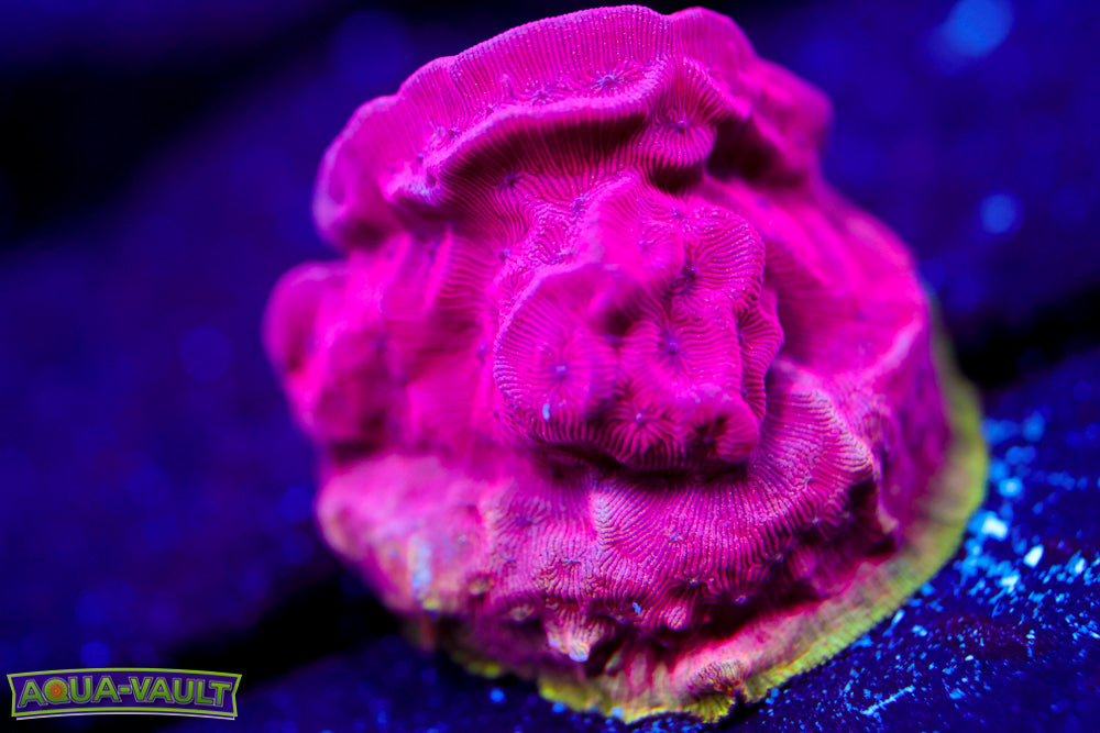 UC Poison Ivy Lepto 1