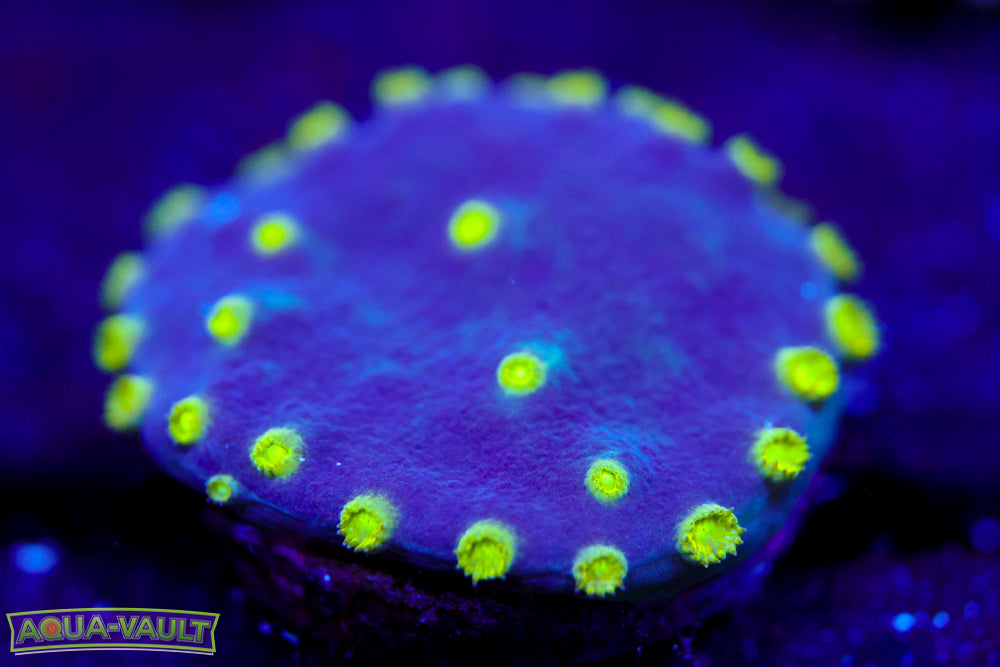 Neon Scroll Coral