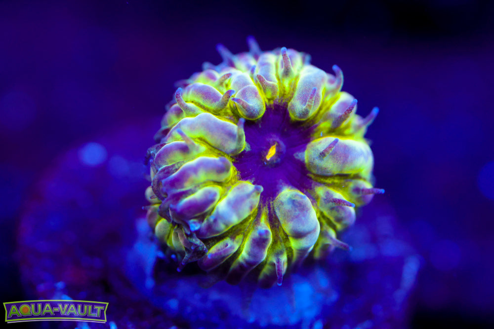 Master PPE Blasto Merletti 1