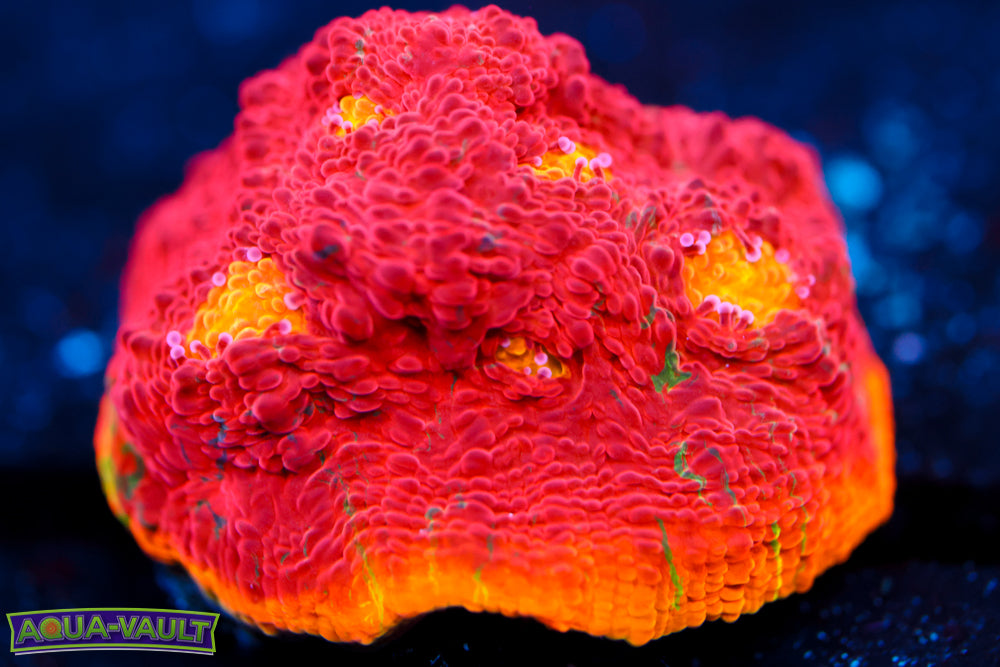 CB Flaming Bugatti Chalice