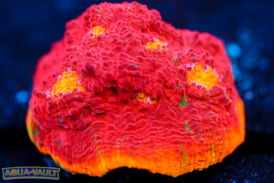 CB Flaming Bugatti Chalice