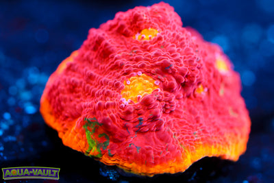 CB Flaming Bugatti Chalice