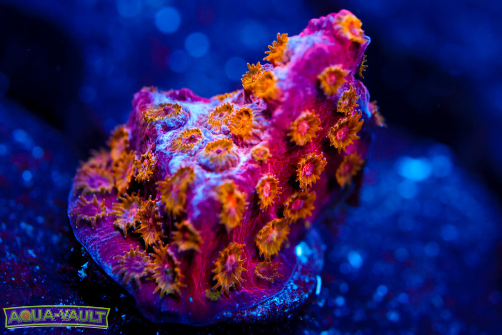 Copperhead Cyphastrea