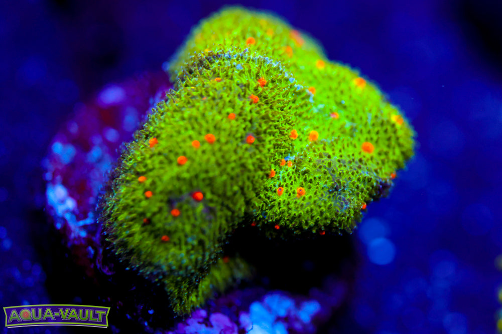 Harvest Moon Psammocora