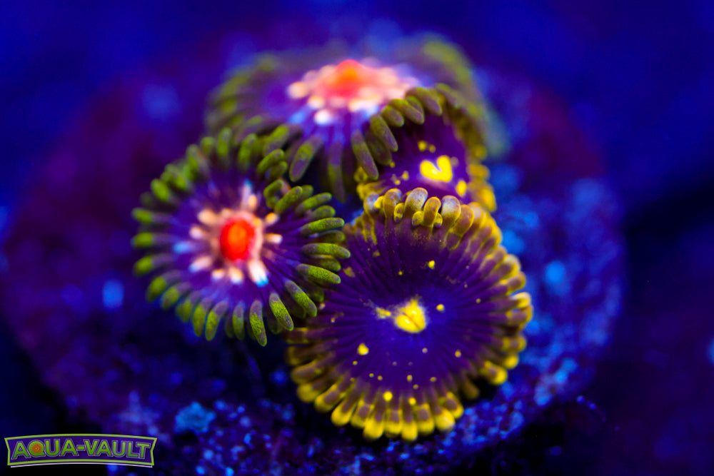 JF Stargazer + Exosphere Zoas