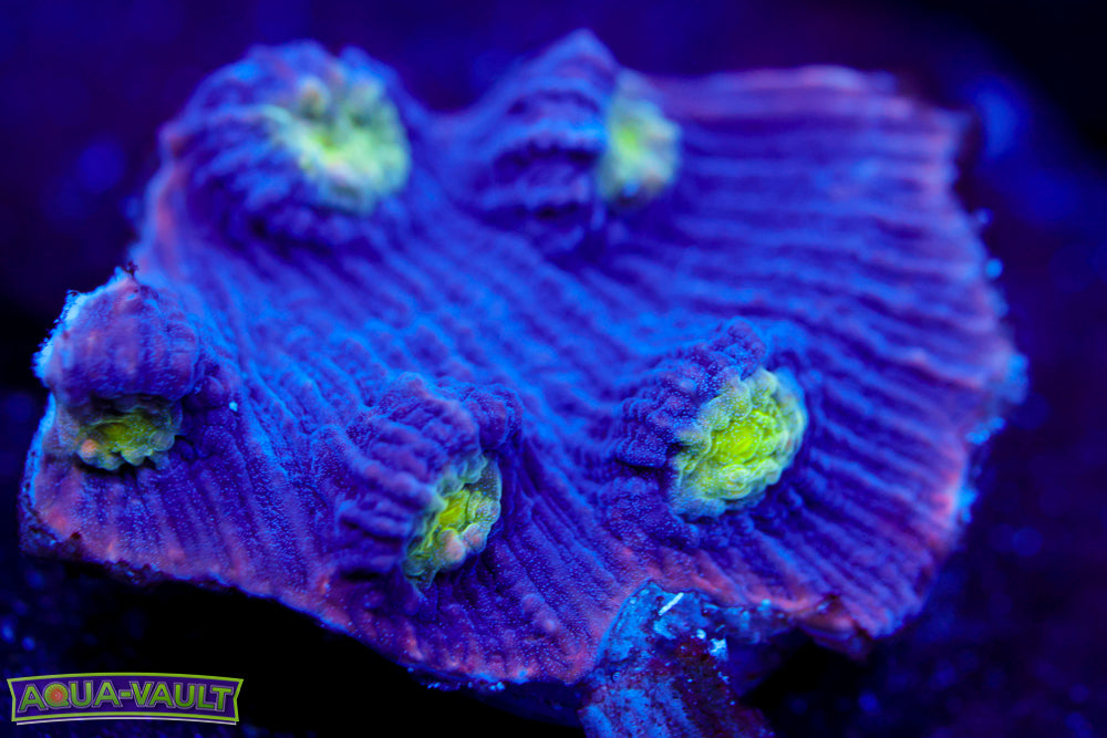 Agent Mulder Chalice