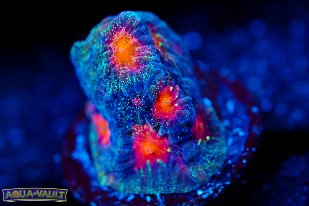 CC Space Cakes Favia