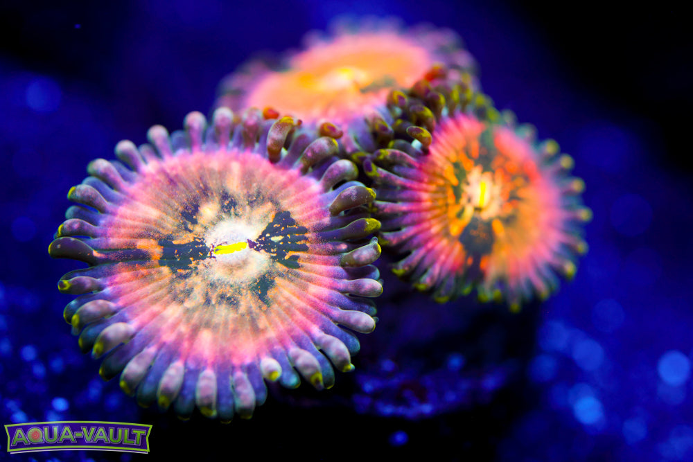 Cosmic Hawaiian Zoa 2