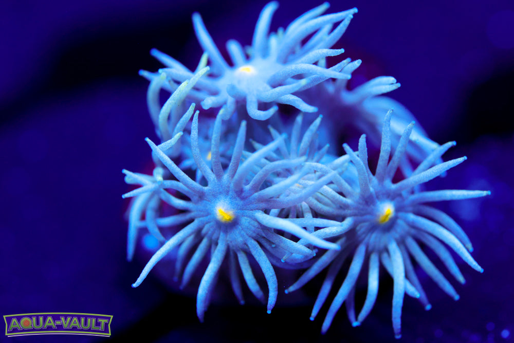 Blonde Eye Blue Lashes Goni