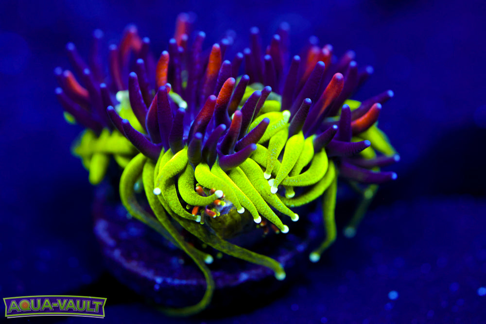 Sonic the Hedgehog Galaxea