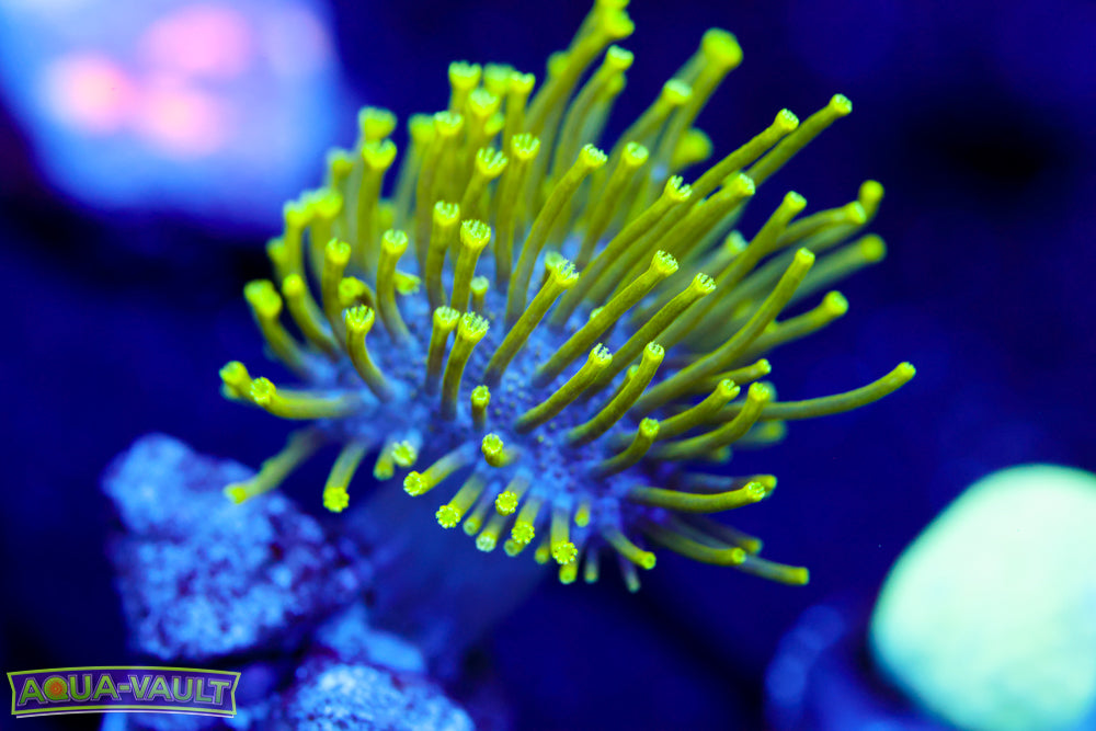 Neon Toadstool Leather