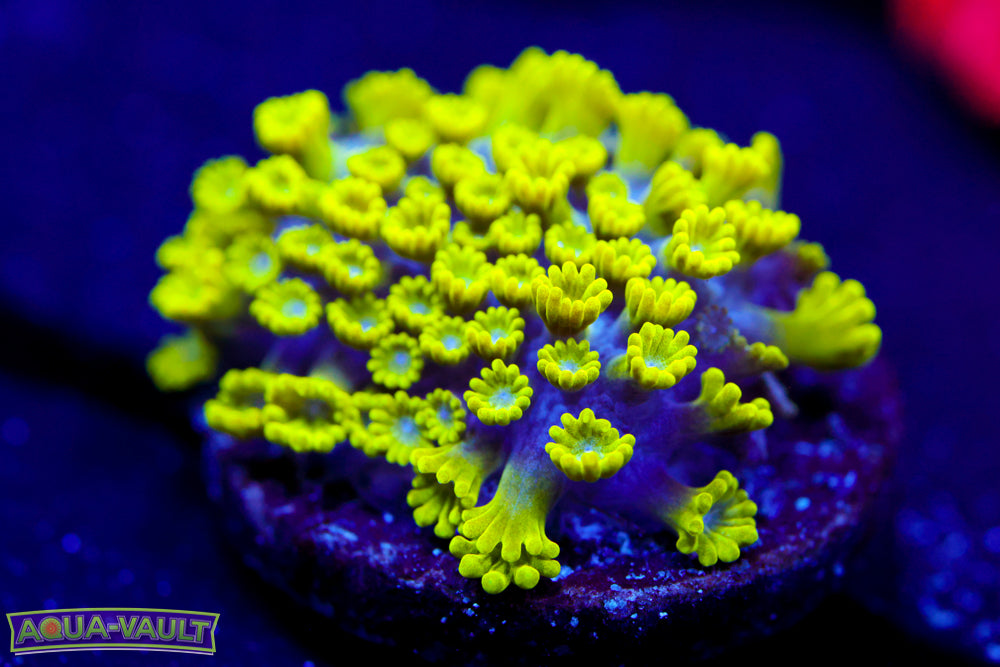 CV Grouch Micro Alveopora
