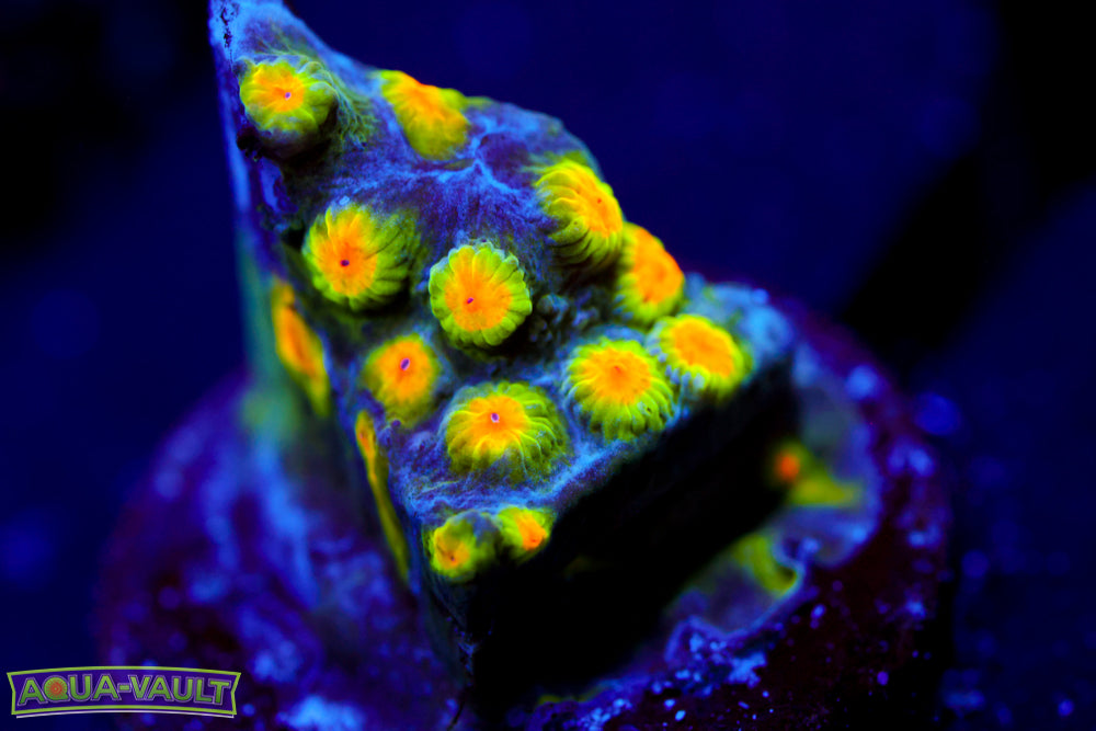 Buzz Lightyear Cyphastrea