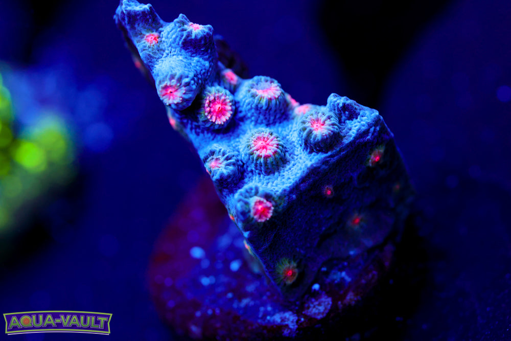 ECC Candy Land Cyphastrea