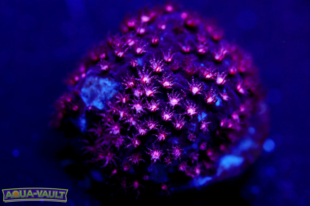 ECC Purple Passion Stylocoeniella